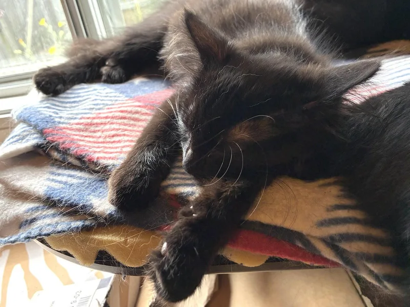 A baby medium-sized female Black Domestic Long Hair cat named Gibbous for adoption in Wheaton, IL