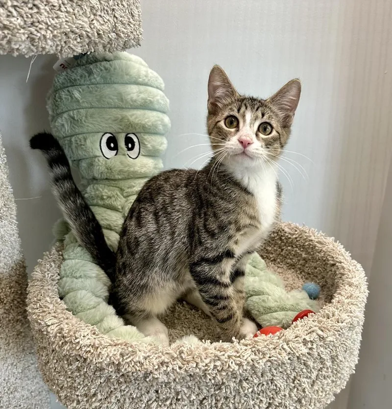 A baby small-sized male Domestic Short Hair cat named Ori for adoption in Wellington, FL