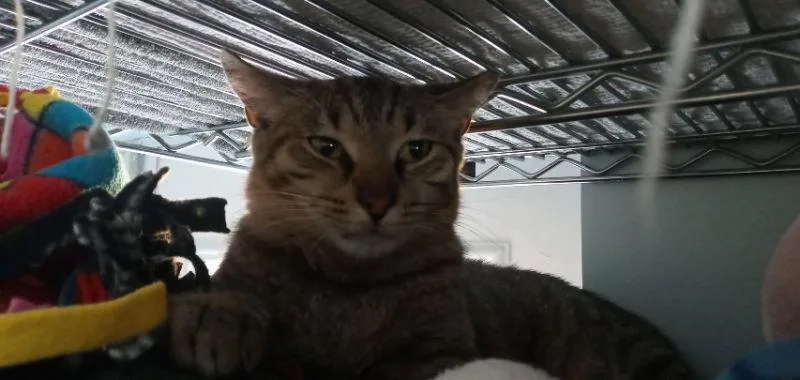 A young medium-sized female American Shorthair cat named Guiness for adoption in Naples, FL