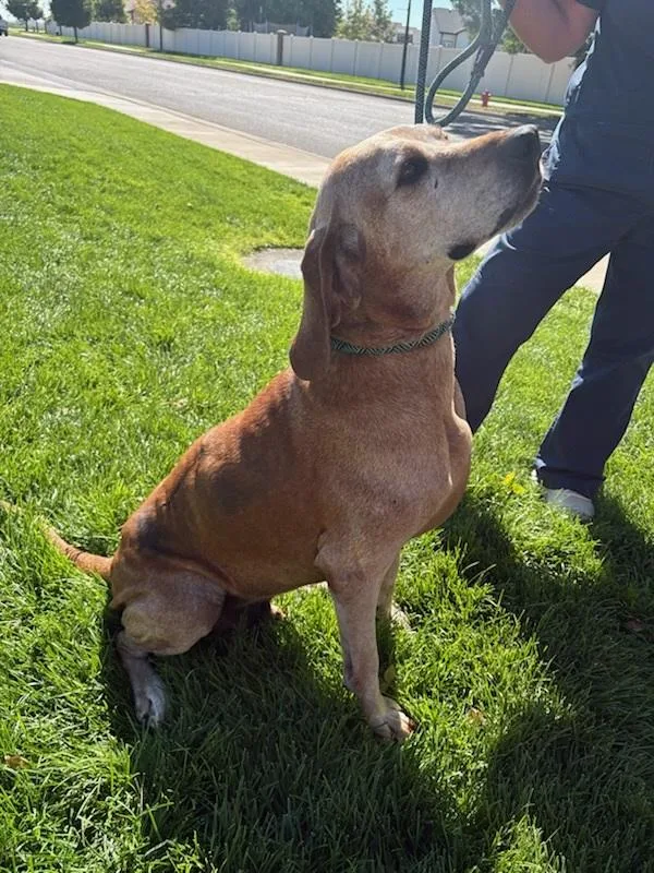 A senior large-sized male Red / Chestnut / Orange Redbone Coonhound dog named Red for adoption in Eaton, CO