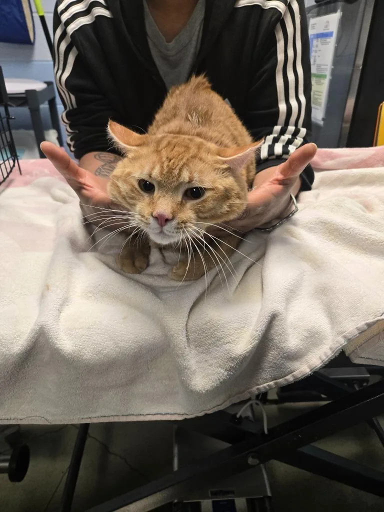 A young large-sized male Domestic Short Hair cat named Sir Pounce for adoption in Detroit, MI