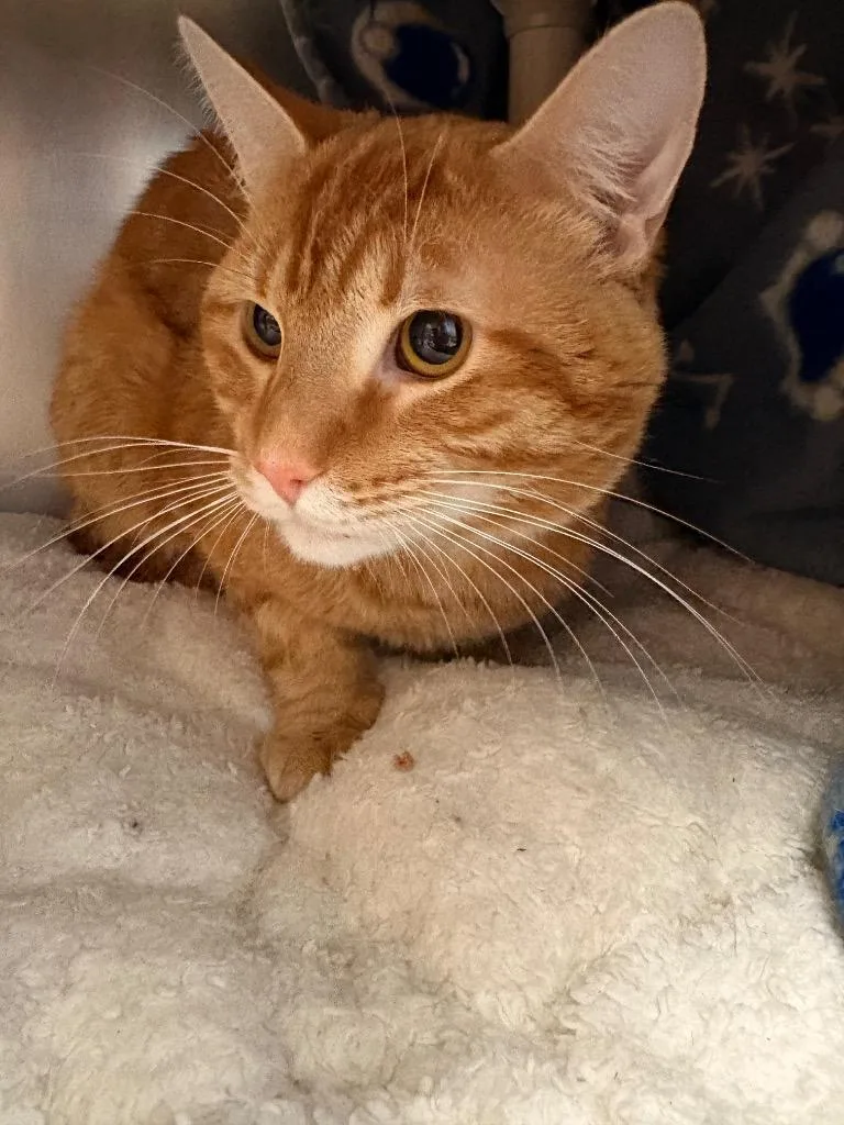 Sir Pounce thumbnail 2