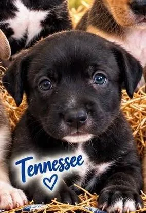 A baby small-sized male Australian Shepherd dog named Tennessee for adoption in Panama City, FL