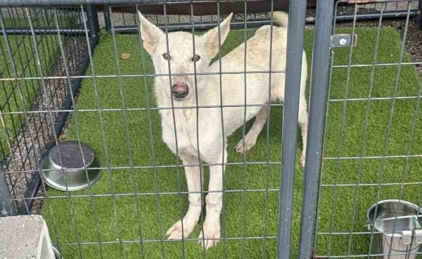 Snowflake thumbnail 2