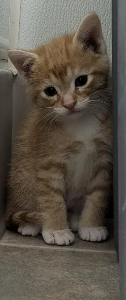 A baby medium-sized male Domestic Short Hair cat named Theodore for adoption in Medford, WI