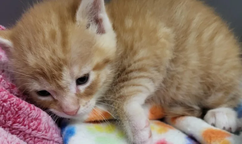 Theodore thumbnail 2
