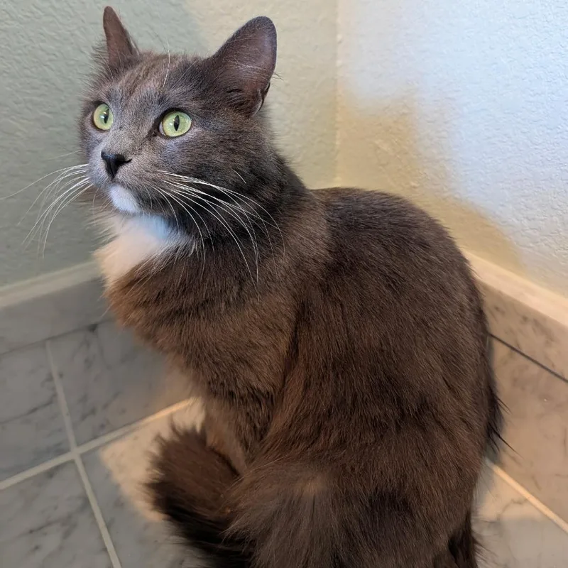 A young small-sized female Gray / Blue / Silver Domestic Medium Hair cat named Priscilla for adoption in Sunnyvale, CA