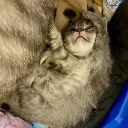 A baby small-sized male Domestic Medium Hair cat named Billy for adoption in Fort Worth, TX