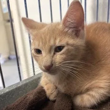 A baby small-sized male White Domestic Short Hair cat named Cooper for adoption in Blairsville, GA
