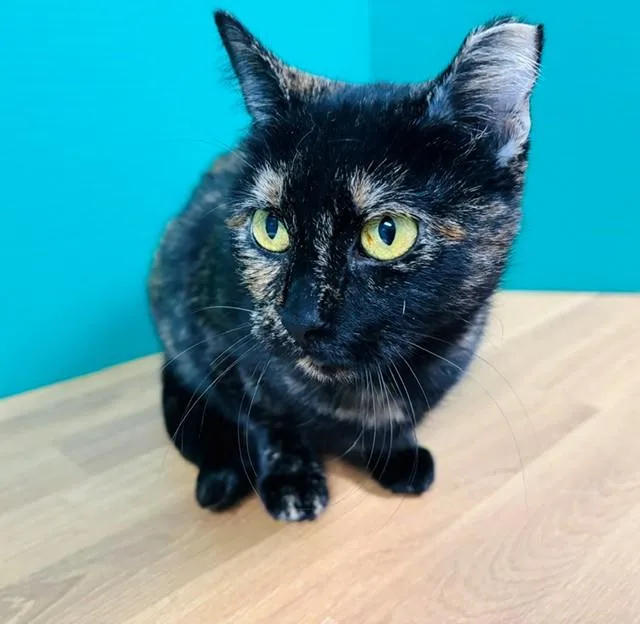 A young medium-sized female Torbie Domestic Short Hair cat named Jolene for adoption in Hawk Point, MO