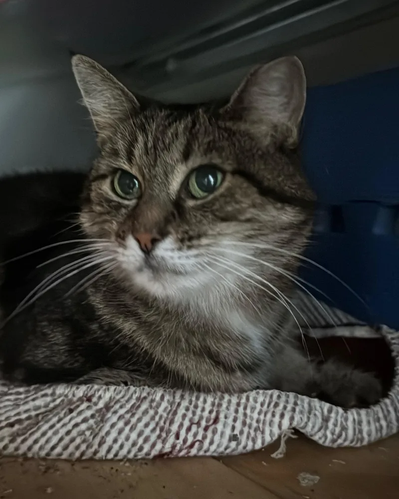 An adult small-sized female American Shorthair cat named Lili for adoption in New York, NY