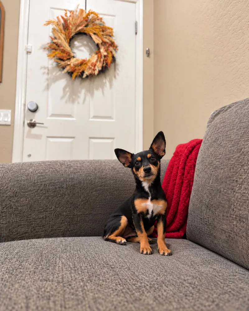 A young small-sized female Chiweenie dog named Mable for adoption in Goodyear, AZ