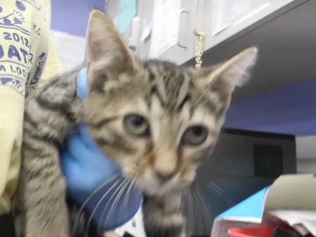 A baby small-sized female Domestic Short Hair cat named Calypso for adoption in Omaha, NE