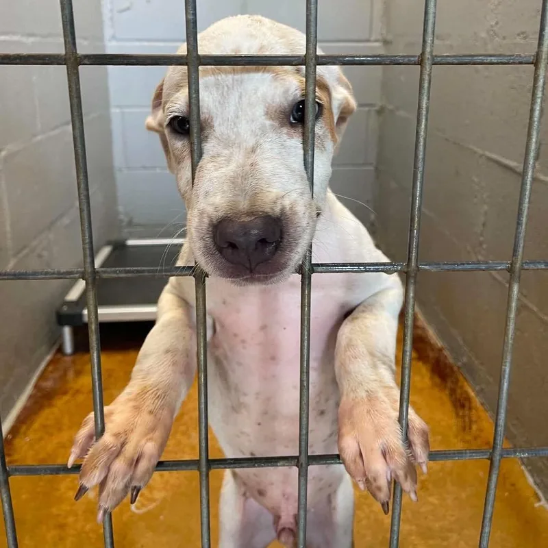 A baby small-sized male White / Cream Terrier dog named Opie C for adoption in Allen, TX