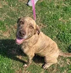A young medium-sized female Yellow / Tan / Blond / Fawn Labrador Retriever dog named Granny for adoption in Sudbury, MA