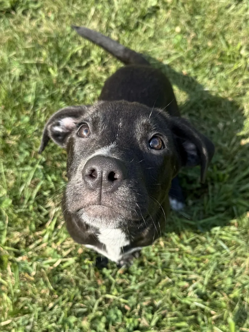 A baby large-sized male Labrador Retriever dog named Zane for adoption in Succasunna, NJ