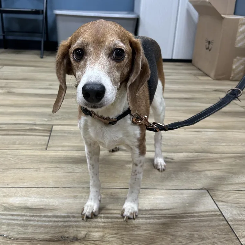 A senior small-sized female Brown / Chocolate Beagle dog named Bailey for adoption in Weimar, CA