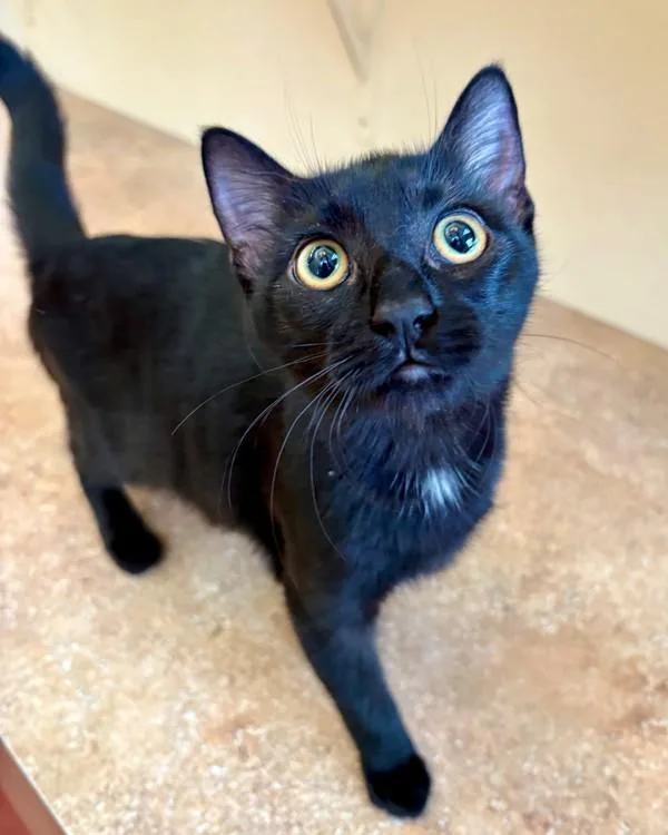 A young small-sized female Domestic Short Hair cat named Connie for adoption in Novato, CA