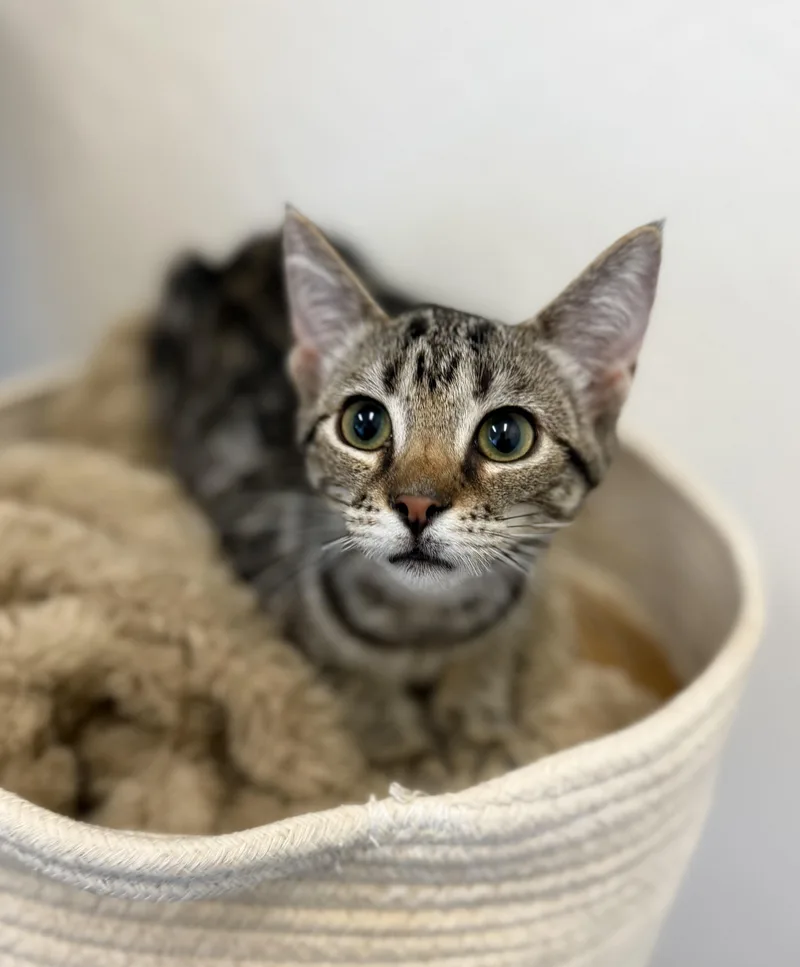 A baby medium-sized female Tabby (Gray / Blue / Silver) Domestic Short Hair cat named Cher for adoption in Sonora, CA