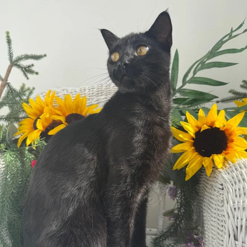A young medium-sized male Black Domestic Short Hair cat named Pow wow for adoption in Eaton Rapids, MI