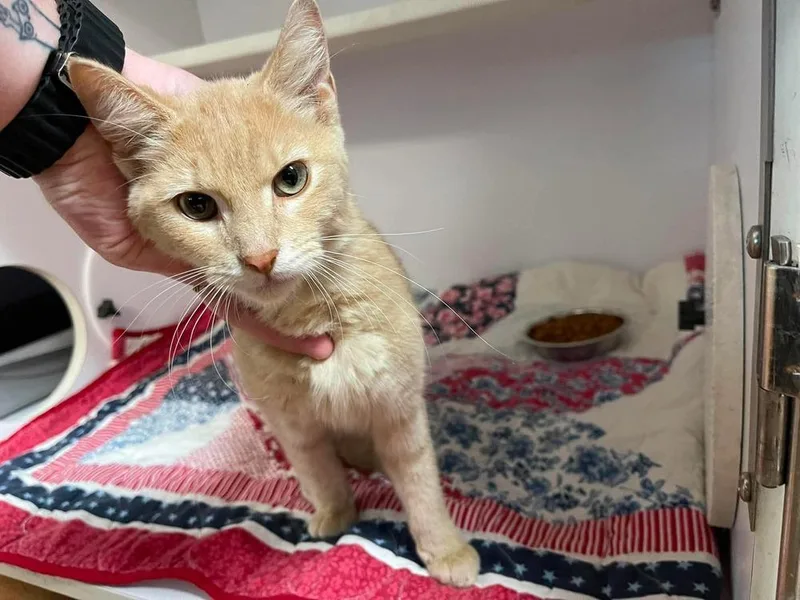 A young small-sized male Domestic Short Hair cat named Thalatha for adoption in Bolivar, MO