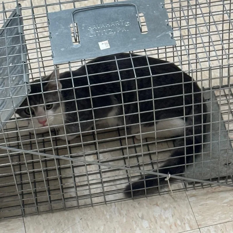 A young medium-sized male Gray / Blue / Silver Domestic Short Hair cat named Ronnie for adoption in Roxboro, NC