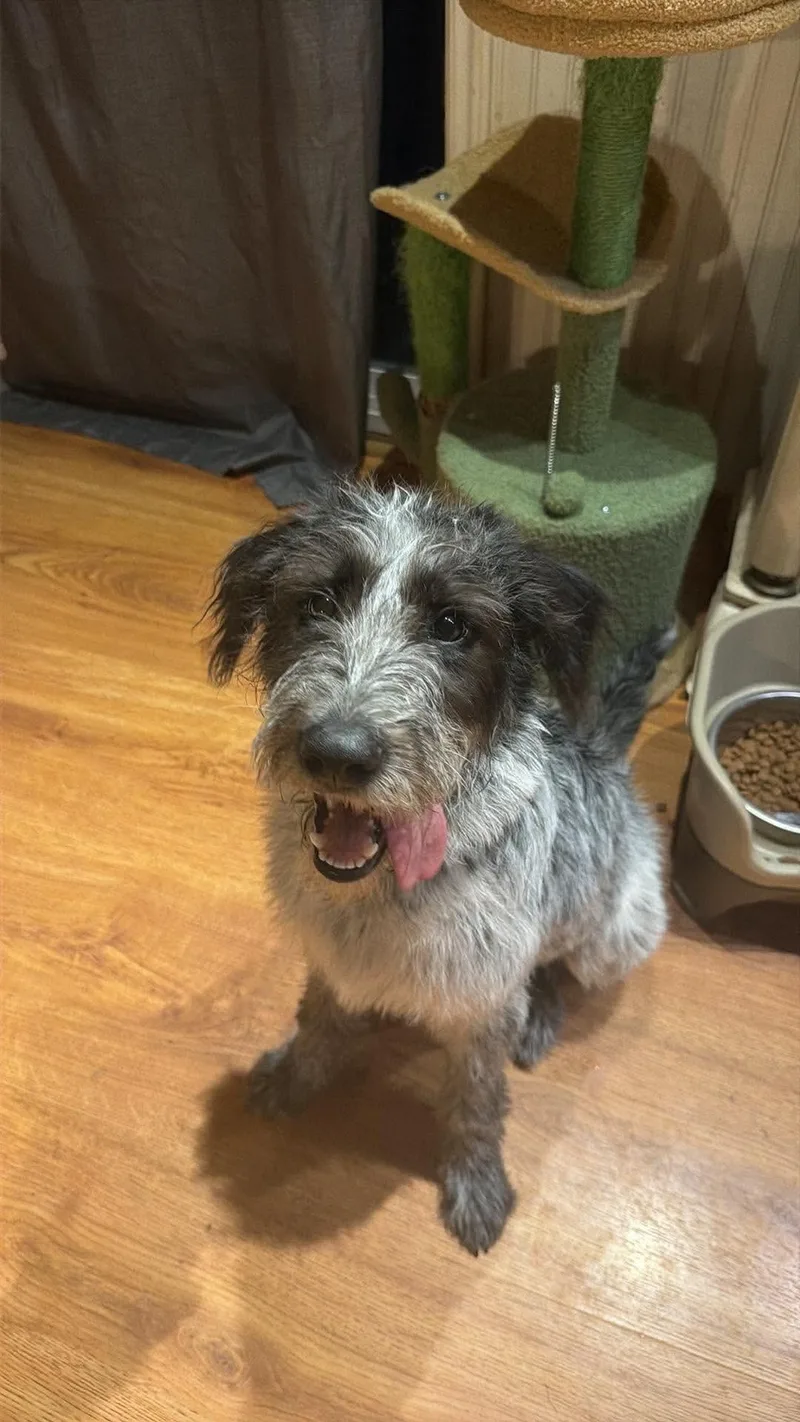 A baby medium-sized female Black German Wirehaired Pointer dog named Latto for adoption in Kennebunk , ME