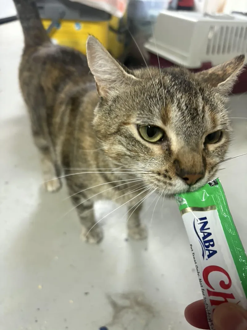 A young medium-sized female Tabby (Orange / Red) American Shorthair cat named Eliza for adoption in Highland Park, NJ