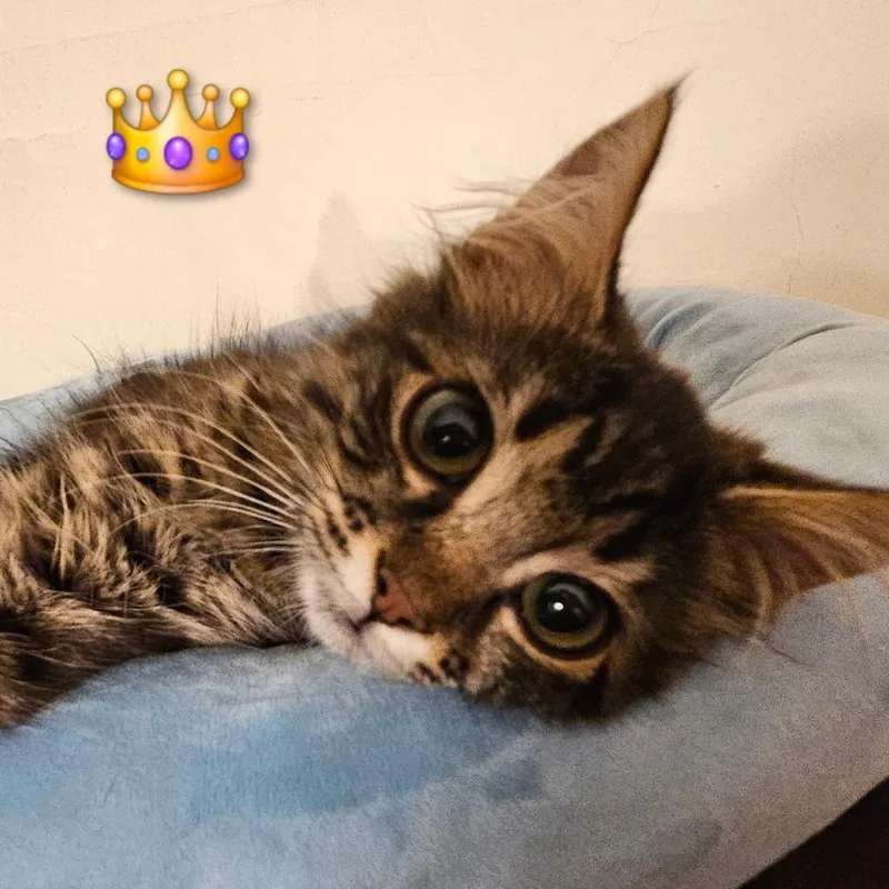 A baby small-sized female Domestic Long Hair cat named Princess Donut for adoption in Georgetown, KY