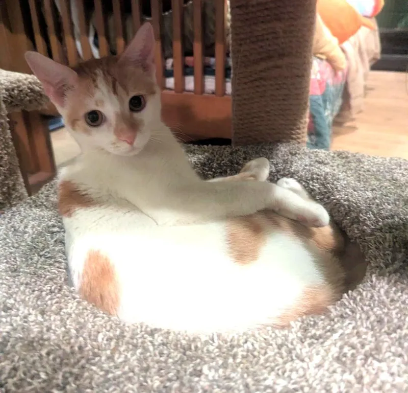 Percy  Sweet Young thumbnail 2