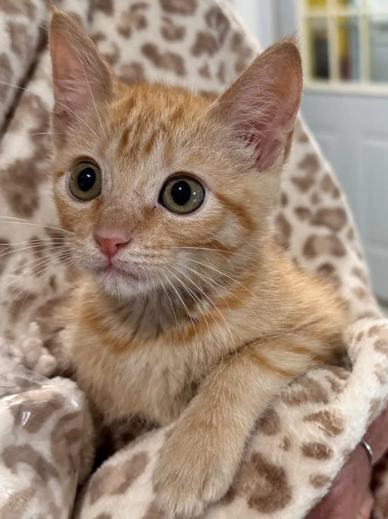 Sabrina thumbnail 3