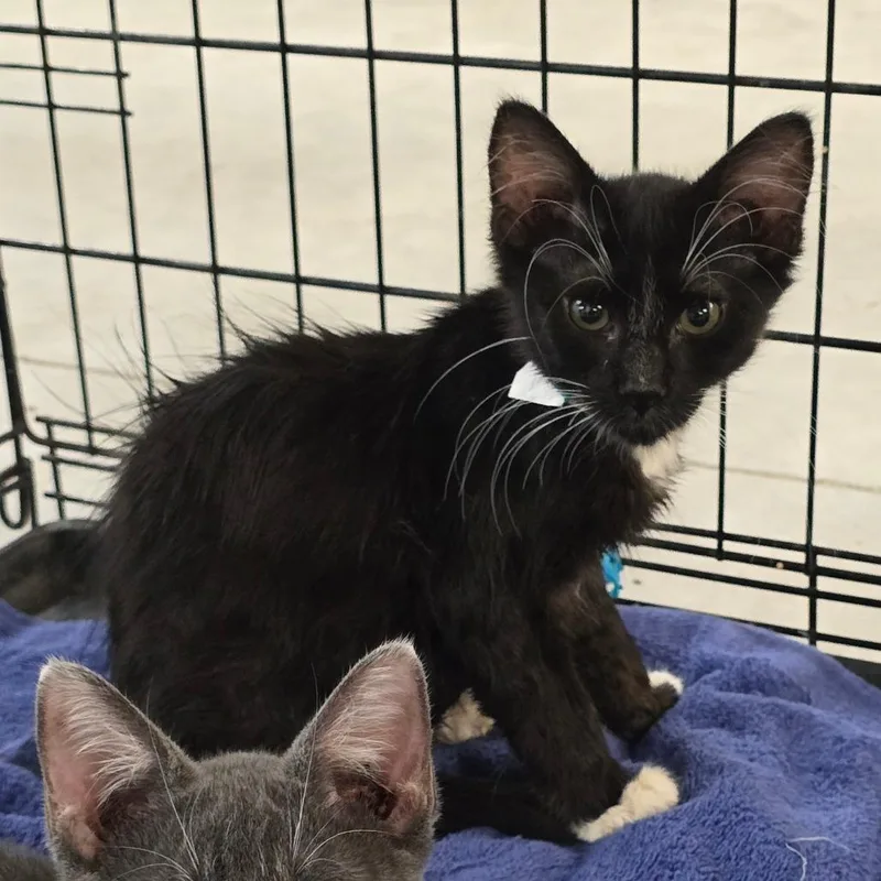 A baby small-sized male Black Domestic Medium Hair cat named Hermes for adoption in Williston, FL