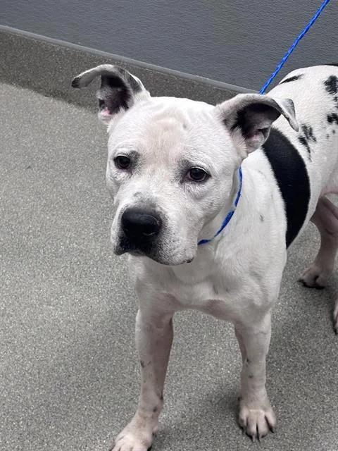An adult large-sized male Pit Bull Terrier dog named Oyster for adoption in Las Vegas, NV