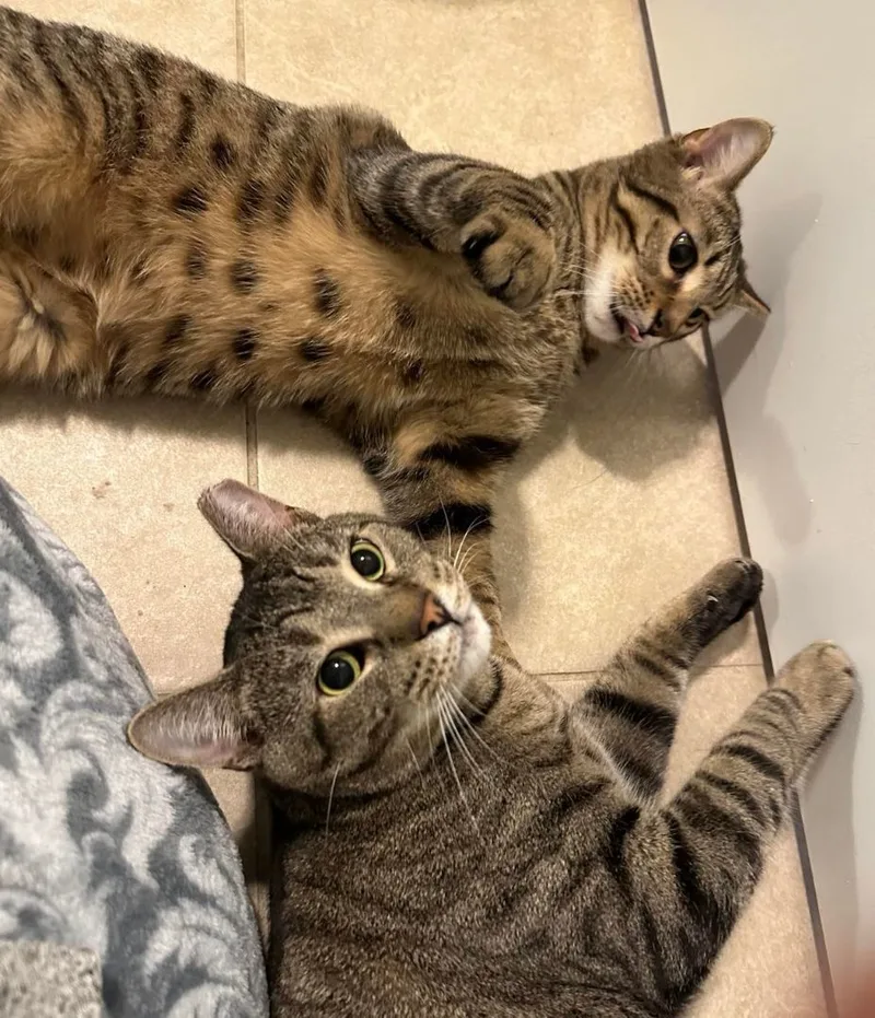 Linusand Lionel thumbnail 2