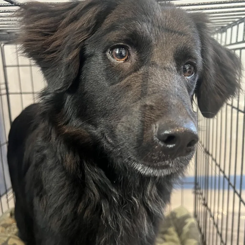 A young medium-sized female Black Black Labrador Retriever dog named Remi Rae for adoption in Allentown, PA