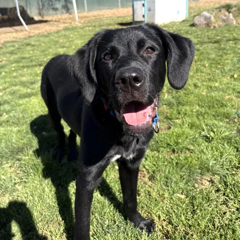 A young medium-sized female Black Mixed Breed dog named Mojito for adoption in Medford, OR