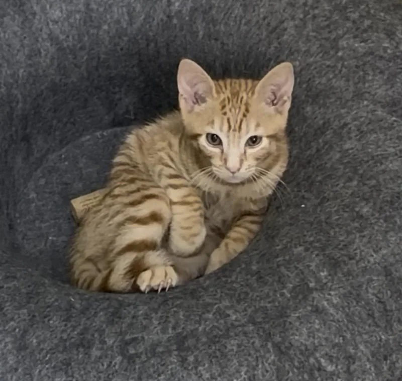 A baby medium-sized male Tabby cat named Toby Keith for adoption in Mobile, AL