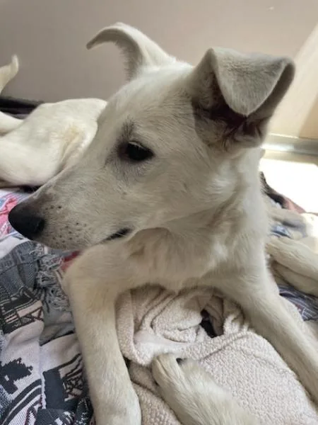 A young large-sized male Golden Retriever dog named Grover for adoption in Los Angeles, CA