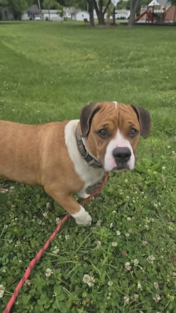 A young small-sized male Basset Hound dog named Pixie for adoption in Olney, IL