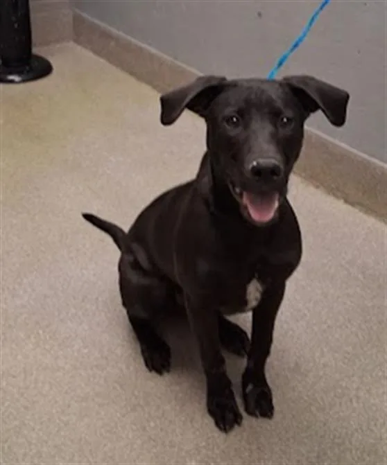 A young medium-sized male Labrador Retriever dog named Lightning Speed for adoption in Las Vegas, NV
