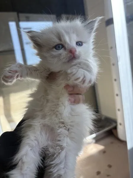 A baby small-sized male Domestic Short Hair cat named Billy Boy for adoption in Kennewick, WA