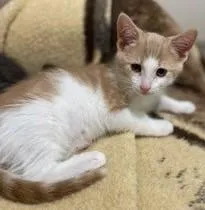 A baby medium-sized male Orange & White Domestic Short Hair cat named Fredo for adoption in Germansville, PA