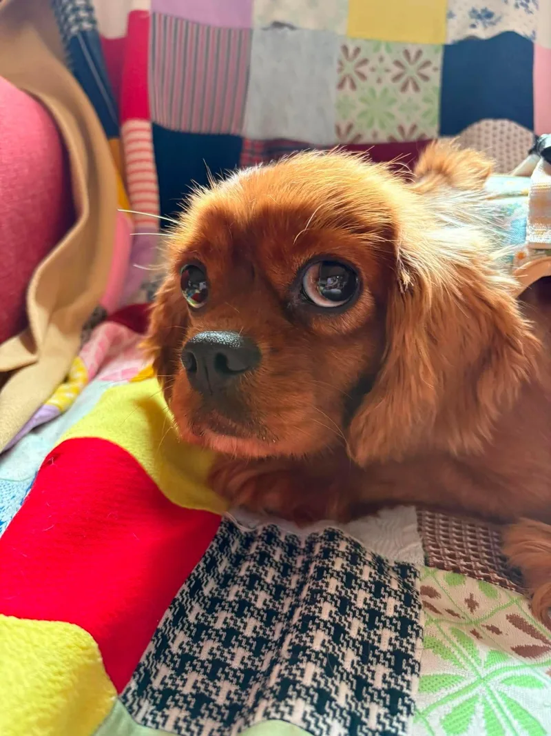 An adult medium-sized female Cavalier King Charles Spaniel dog named Jam for adoption in Richmond, KY