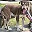 A young medium-sized female Husky dog named Montana for adoption in Rainbow City, AL