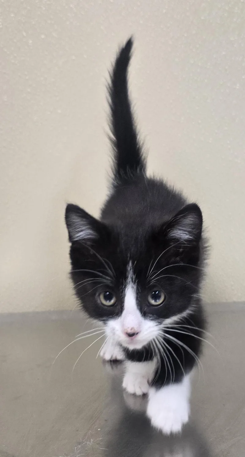 A baby medium-sized female Domestic Short Hair cat named Tiki for adoption in Brainerd, MN