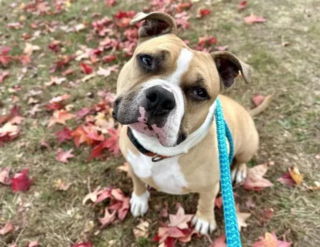 An adult medium-sized male American Bulldog dog named Juice for adoption in Saint Louis, MO