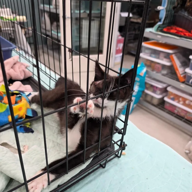 A young small-sized male Black Domestic Short Hair cat named A Jack Sparrow for adoption in Centralia, WA