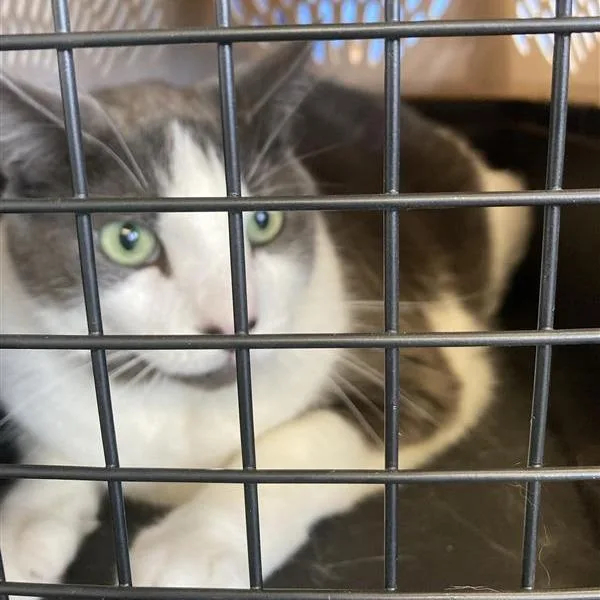 An adult extra large-sized male Gray / Blue / Silver Domestic Short Hair cat named Monkey for adoption in Long Beach, CA