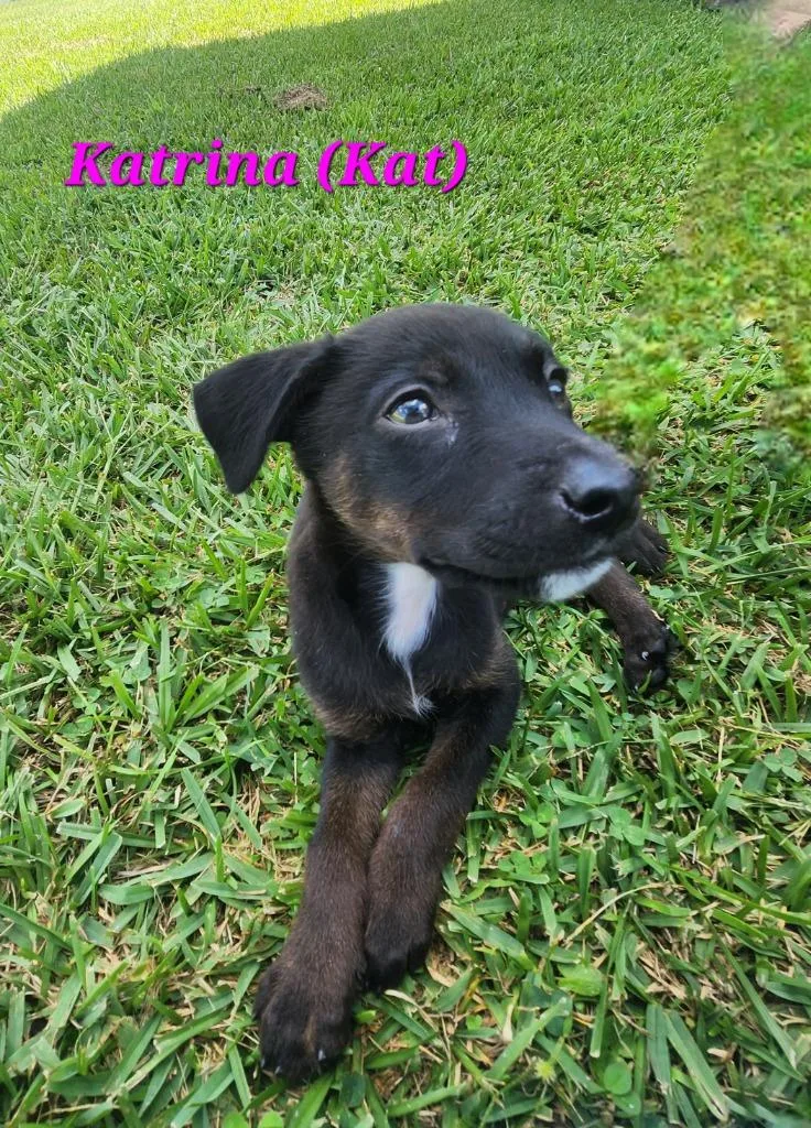 A baby medium-sized female Labrador Retriever dog named Katrina for adoption in New Bern, NC