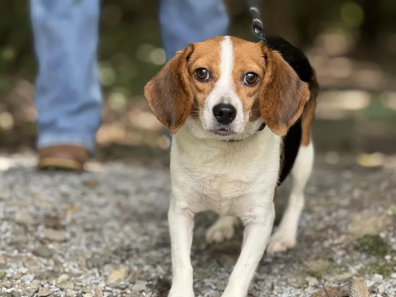 An adult small-sized female Tricolor (Brown, Black, & White) Beagle dog named Maggie for adoption in Meherrin, VA